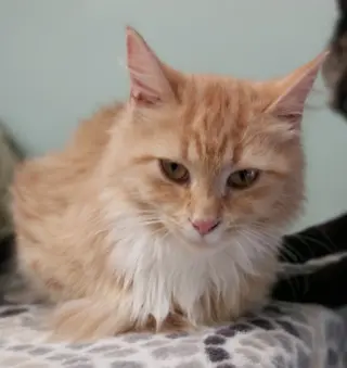 Linus * IN FOSTER *
