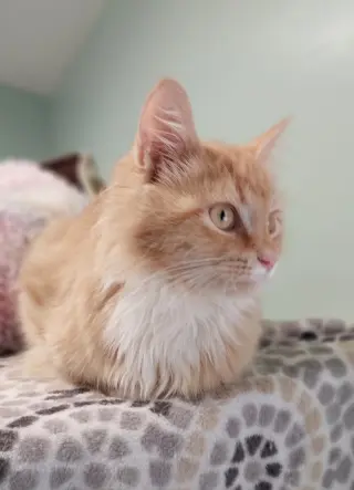 Linus * IN FOSTER *