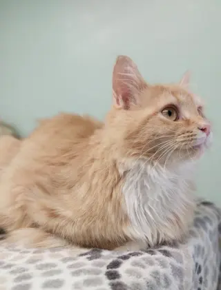 Linus * IN FOSTER *
