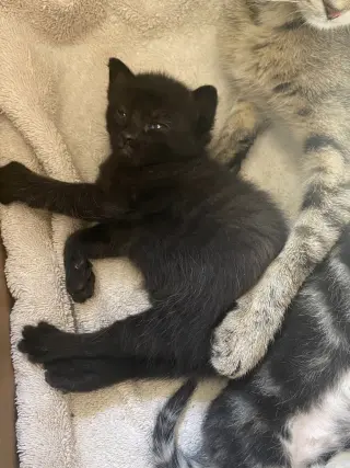 Toast aka Void