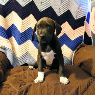 Scream Pup Chad