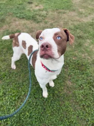 Dixon