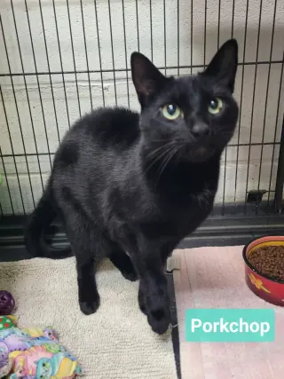 Porkchop