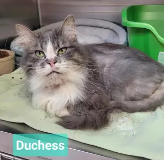 Duchess