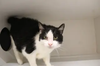 Grimm