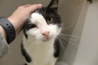 Grimm