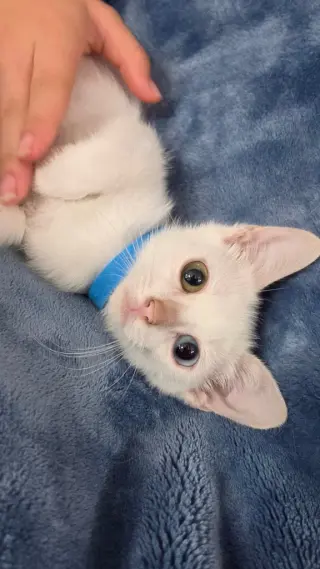 Emmett