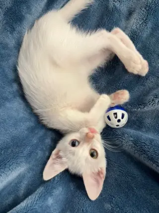 Emmett