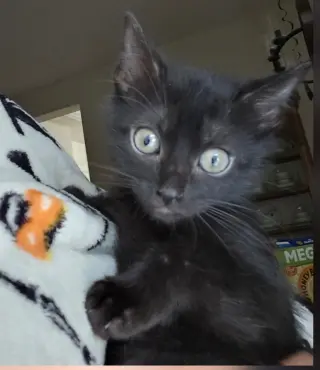 Tiger Lilly