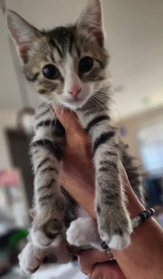 Jellybean