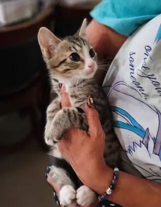 Jellybean