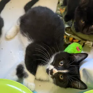 Sabrina