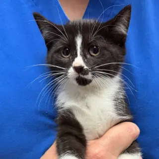 Sabrina