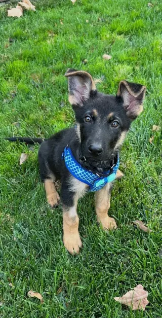 Rocket