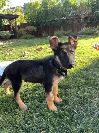 Rocket