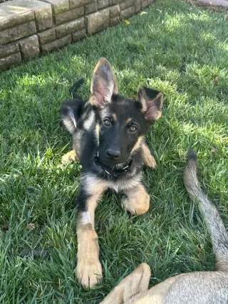 Rocket