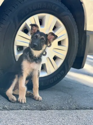 Frankie