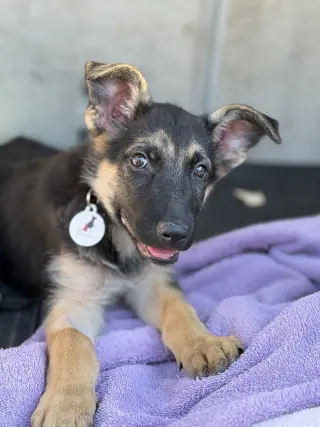 Frankie