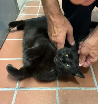 Pip