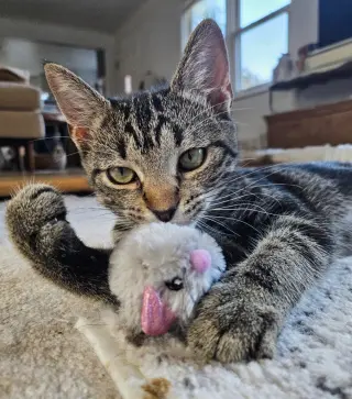 Miss Zinnia