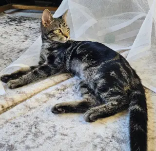 Miss Zinnia
