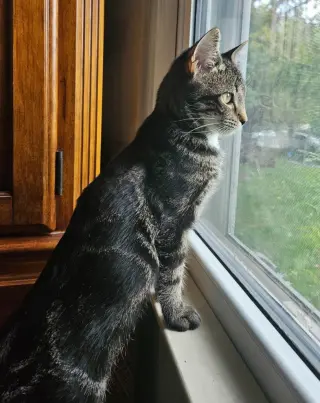 Miss Zinnia