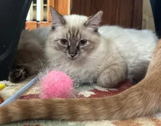 Gwendolyn (fka Paula) - Pending Adoption