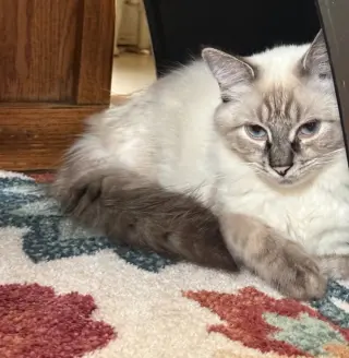 Gwendolyn (fka Paula) - Pending Adoption