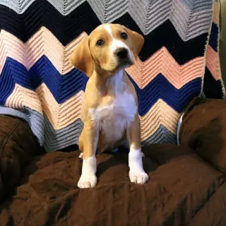 Scream Pup Hannah