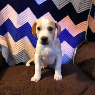 Scream Pup Sidney