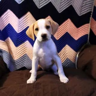 Scream Pup Tatum