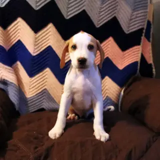 Scream Pup Jessica
