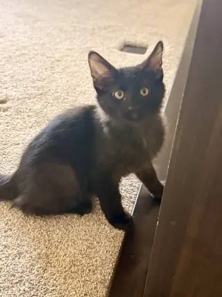 Neo
