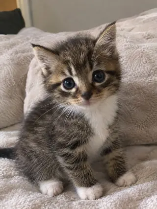 Turtle (foster cat)