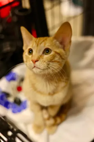 Pumpkin