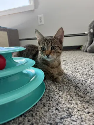 Whirly Girl