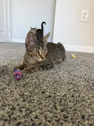 Whirly Girl