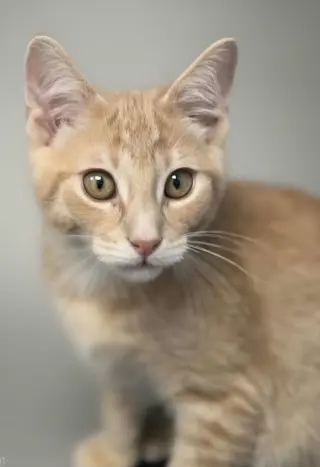 Murray