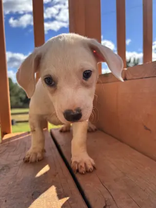 Doppio Aug 26 - A Sandy Puppy