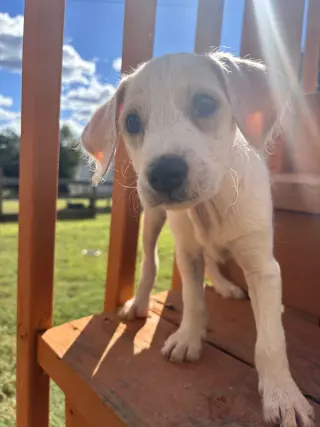 Latte Aug 26 - A Sandy Pup