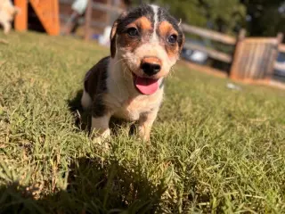 Frappuccino Aug 26 - A Sandy Pup