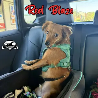Red Blaze