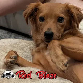 Red Blaze