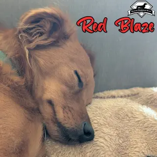 Red Blaze