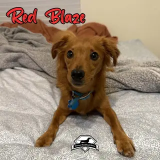 Red Blaze