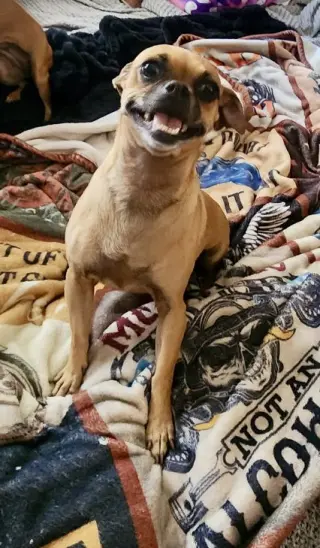 Stella