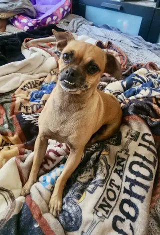 Stella