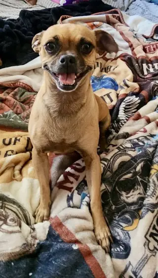 Stella