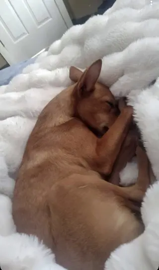 Miela