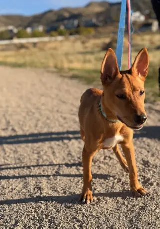 Miela